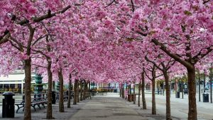 stockholm blomstrar